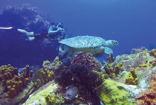 Réserve cousteau - Spot de plongée - Le Sec Pate