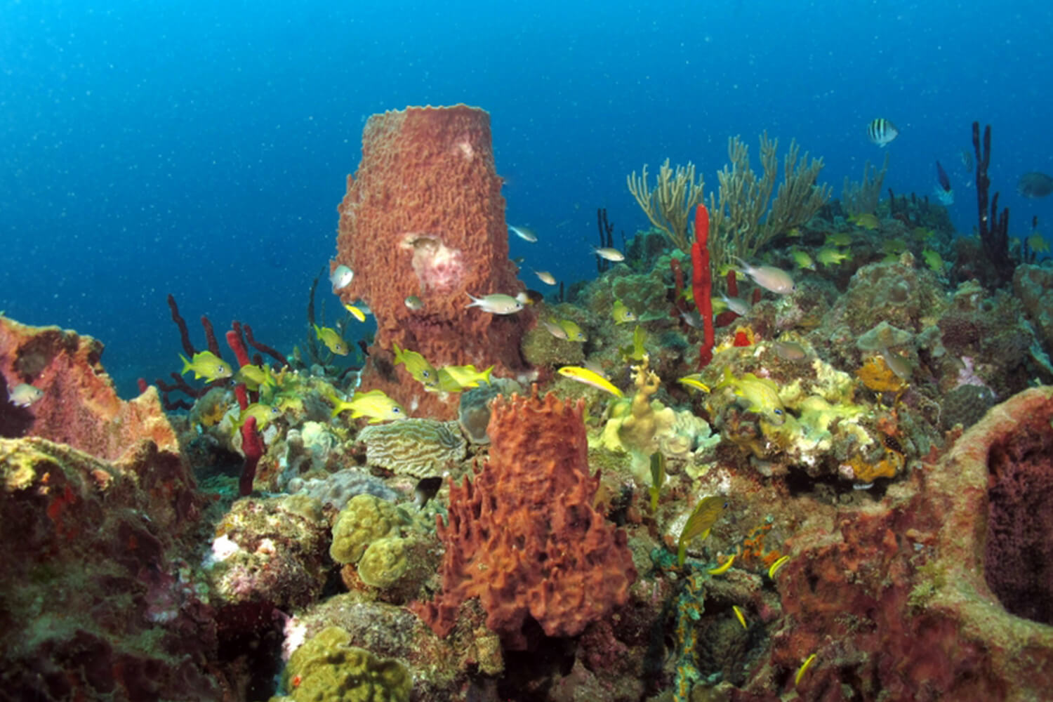 Réserve cousteau - Spot de plongée - Anse Négresse