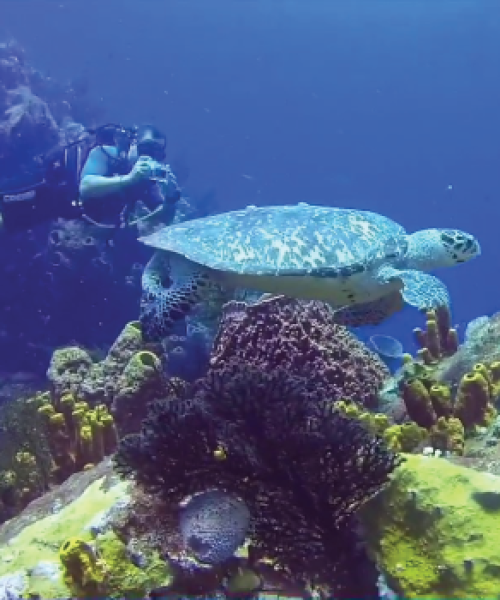 Réserve cousteau - Spot de plongée - Le Sec Pate